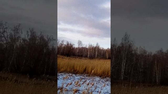 "Лебеди" улетают на юг / будем ждать их весной смотреть онлайн