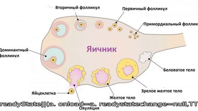Что такое антральные фолликулы, зачем они присутствуют в яичниках, как подсчитать их количество? смотреть онлайн