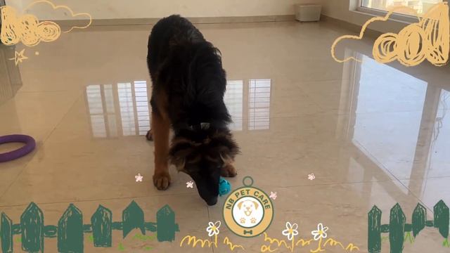 Furry Fun and Festivities: Doggo's Party at NB Pet Care #dogs #dogdaycare #nbpetcare #nangoobaby смотреть онлайн
