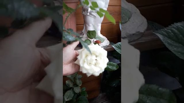 Маруся, Пат де вилюр. Розы в контейнерах. смотреть онлайн