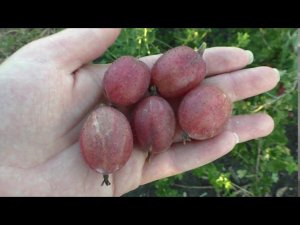 ПАКС РАННЕСПЕЛЫЙ СЛАДКИЙ КРЫЖОВНИК