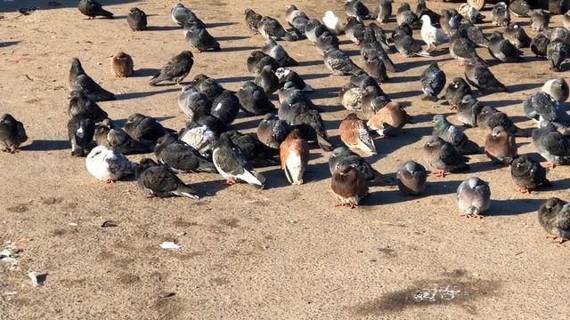 Голуби Кошки и Ворона, Курск