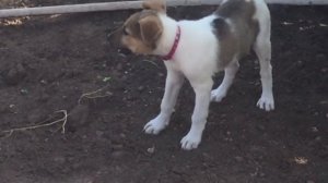 ЗЛАЯ СОБАКА СЛУШАТЬ ЛАЙ СОБАКИ ЛАЙ ЩЕНКА ГРОМКО ЗВУК ЗЛОЙ ЩЕНОК