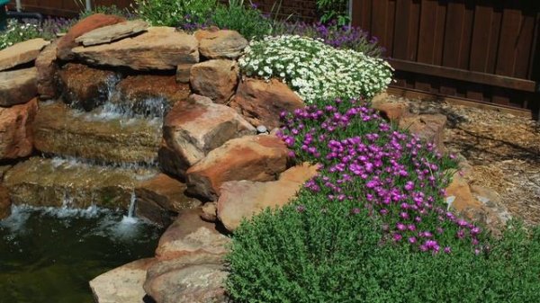 Plant Profile: Ice Plant - Delosperma cooperi