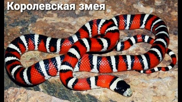 10 САМЫХ КРАСИВЫХ ЗМЕЙ НА ЗЕМЛЕ ?? смотреть онлайн