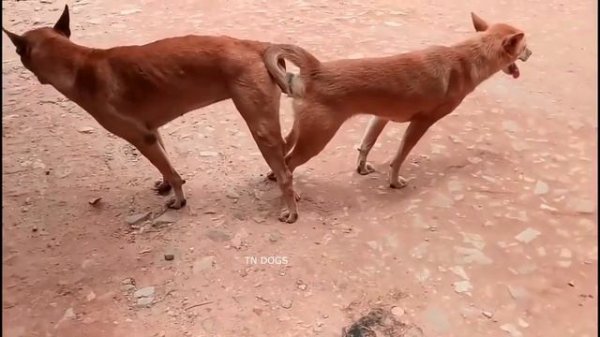 DOGS meeting at countryside, R.R dogs meeting.