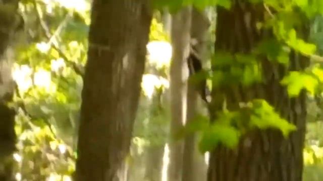 Там на лесных дорожках...встретил индейца :) - There on forest tracks...met Indian смотреть онлайн