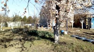 Опрыскивание деревьев  Третья обработка по розовому бутону