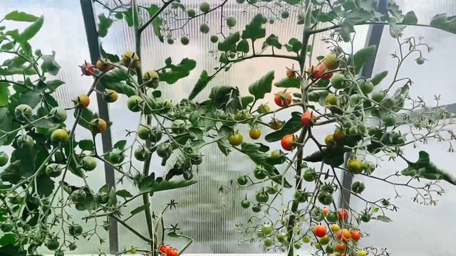??Что делать? помидорный завал на Урале!Растрескиваются , разрываются - бомбические !#обзортоматов смотреть онлайн