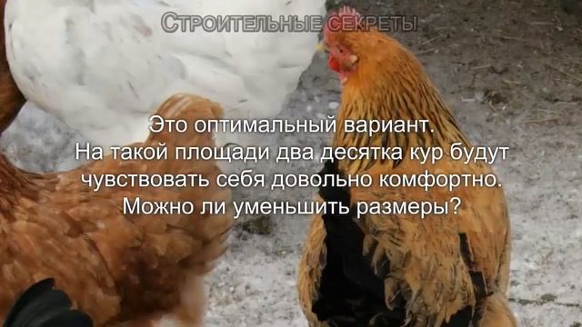Курятник на 20 кур своими руками, чертежи, советы смотреть онлайн