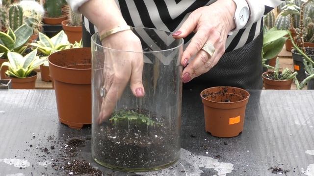 Селагинелла(лат. Selaginélla)