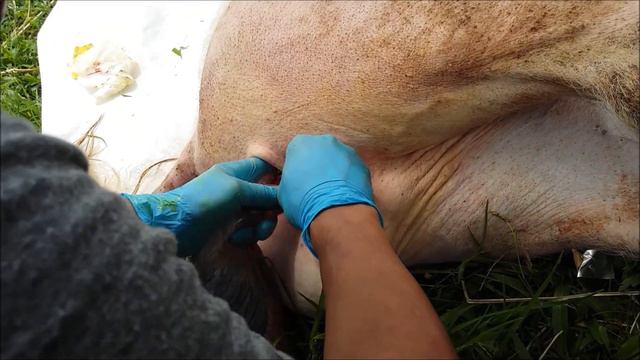 Castración De Cerdo Adulto (Verraco). Castration Of Adult Pig. Castração De Porco Adulto.