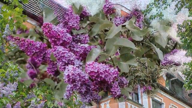 Весенний Калининград. Май 2020. смотреть онлайн