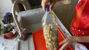 Как прорастить маш в пластиковой бутылке. Как правильно приготовить маш в домашних условиях. рецепт