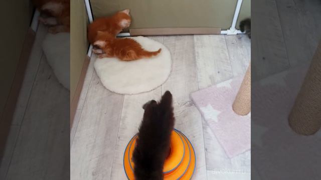 Котята Мейн-кун веселятся 😄 Помёт "Ц" и помёт "Ч" смотреть онлайн