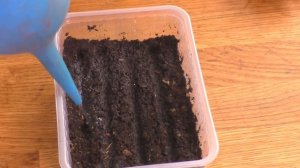 Выращивание САЛЬВИИ и СКАБИОЗЫ ИЗ СЕМЯН от А до Я. ПОСЕВ. Мои цветы. Мой опыт.