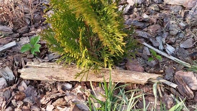 Осенняя обрезка туи. Почему туи ржавеют? Дневник самоучки