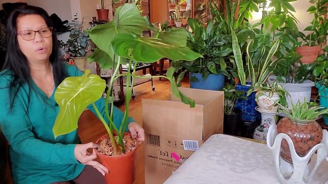 A New Addition To My Houseplants Collection.. Philodendron Pastazanum...