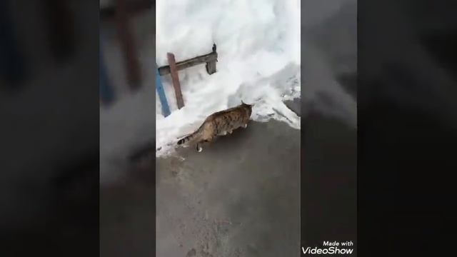 Клип на песню кошка беспородная смотреть онлайн