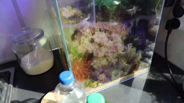 Море 30л влог: Новая рыбка! Снова про добавки. Фито и зоо планктон. смотреть онлайн