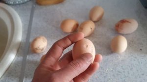 Курица снесла яйцо с кровь, куриное яйцо