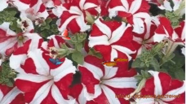 Петуния грандифлора Тритуния Ред Стар ? обзор: как сажать, семена петунии Тритуния Ред Стар смотреть онлайн