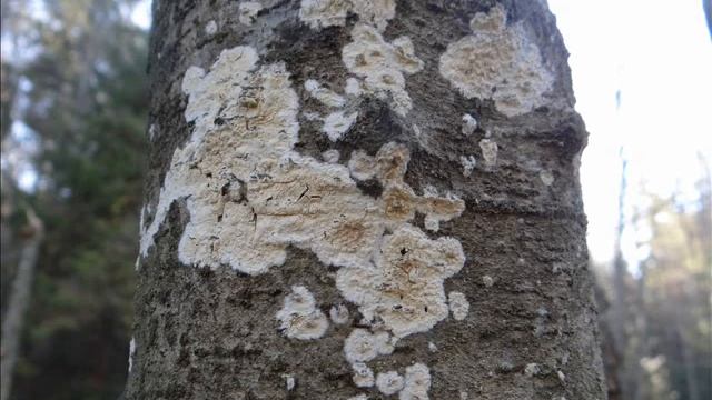 Peniophora cinerea смотреть онлайн