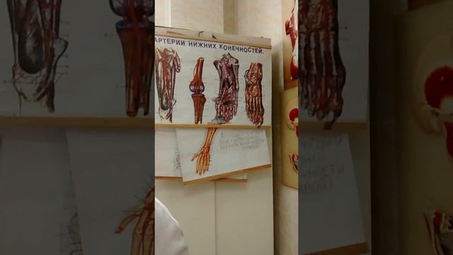 Внутренняя и наружная подвздошная артерии Артерии нижней конечности смотреть онлайн