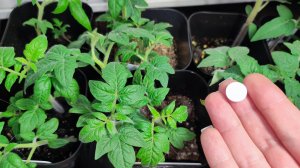 1 ТАБЛЕТКА и Любая Рассада Будет Толстым Крепышом