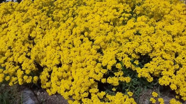 Лобулярия ( Алиссум ) на моем участке смотреть онлайн
