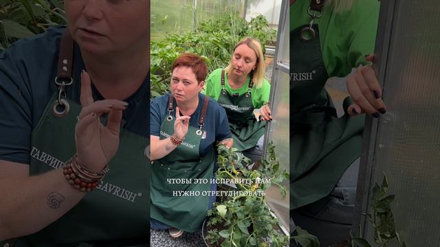 ТОМАТЫ ЖИРУЮТ. ЧТО ДЕЛАТЬ? смотреть онлайн