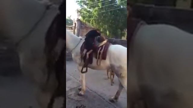 Настоящий Джигит смотреть онлайн