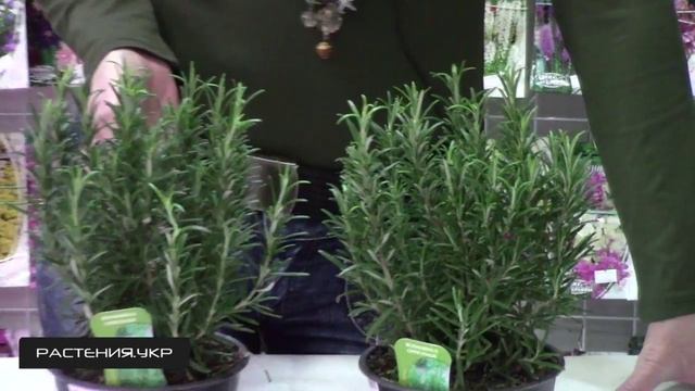 Розмарин уход в домашних условиях / розмарин выращивание смотреть онлайн