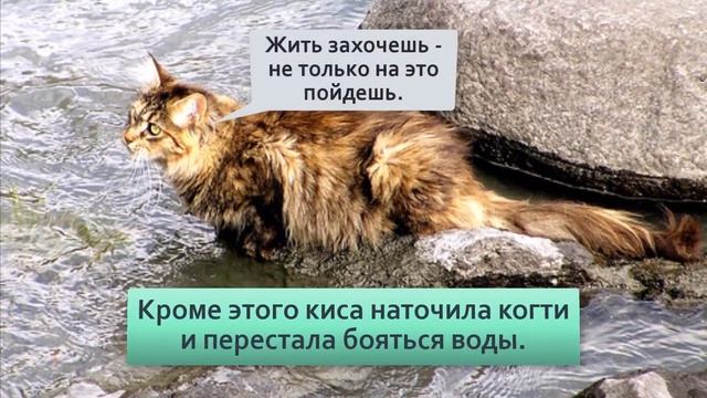 Кошка ВИКИНГ с трехлойной шубой Лесная норвежская смотреть онлайн