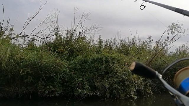 Сарка ,Ждамирово