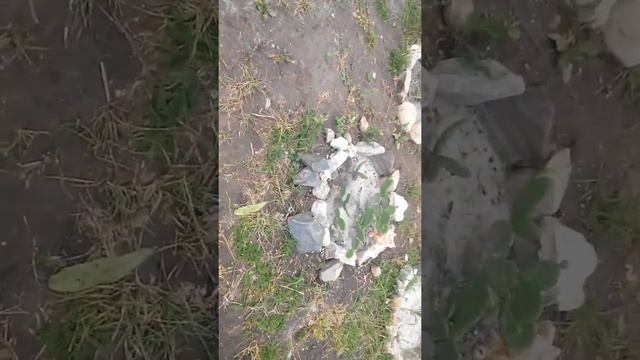 Пальмы в открытом грунте и в закрытом смотреть онлайн