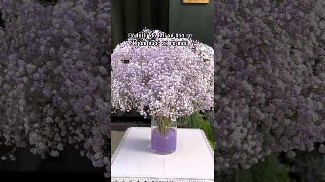 Bó Hoa Sinh Nhật Đẹp - Baby ra màu trong nước có phải hoa giả смотреть онлайн