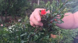 Выращиваем гранат в Воронеже