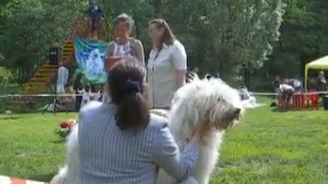 Монопородная выставка ПК. 04.06.2011 Кобели. Класс юниоров. смотреть онлайн