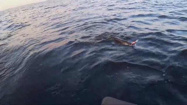 С палатками на Сямозеро//Рыбалка в Карелии 2021//Трофейный СУДАК//#teamправильнаяподсечка #карелия смотреть онлайн