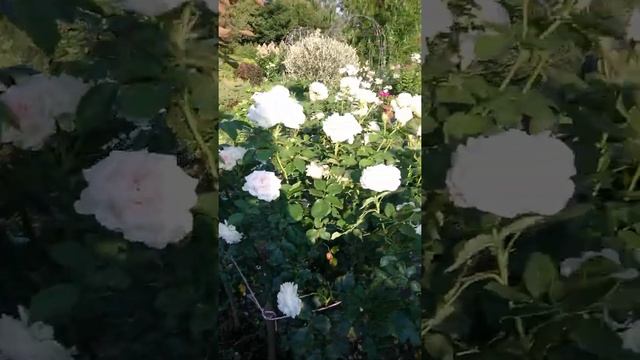 Роза Черри Леди, Джардина, Пинк Нокаут Роден, Скарлет Мейяндекор, флокс Лунный камень смотреть онлайн