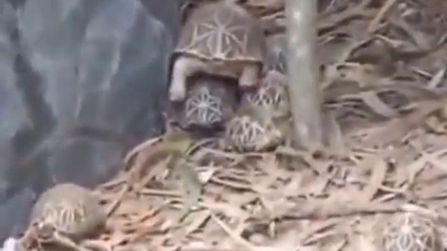 Never ending game played by Tortoise very funny to watch this video 2015 смотреть онлайн