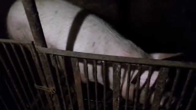 СВИНІ НА НАТУРАЛЬНИХ КОРМАХ смотреть онлайн