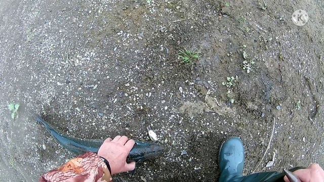 Рыбалка на кижуча. Север Камчатки. смотреть онлайн