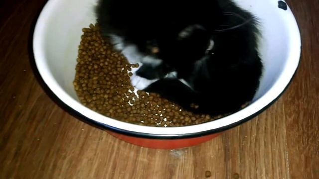 Чем кормят котят Мейн кунов Итальянский сухой корм Монже смотреть онлайн