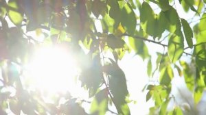 "Тайна Сибирской глуши / Таинственное пробуждение".