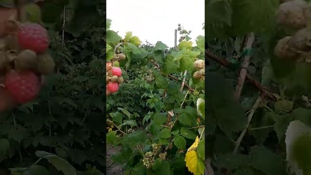 89184559582 ягода малины сорта октавия смотреть онлайн