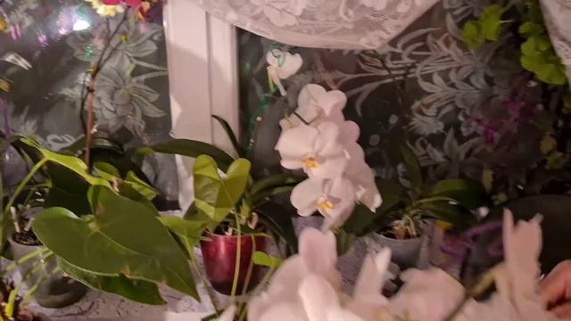 Орхидеи .Много цветов смотреть онлайн