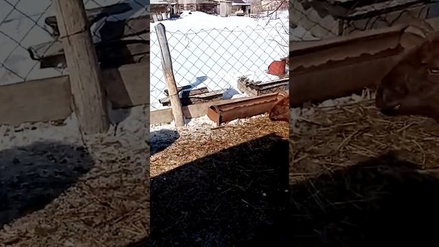 Эдильбаевские овцы 26.03.2022г (часть 2) смотреть онлайн