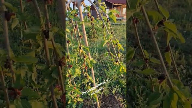 что я делаю когда приезжаю в пятницу на дачу #дача #пятница #любимаядача #выходные #фокус #любимые смотреть онлайн